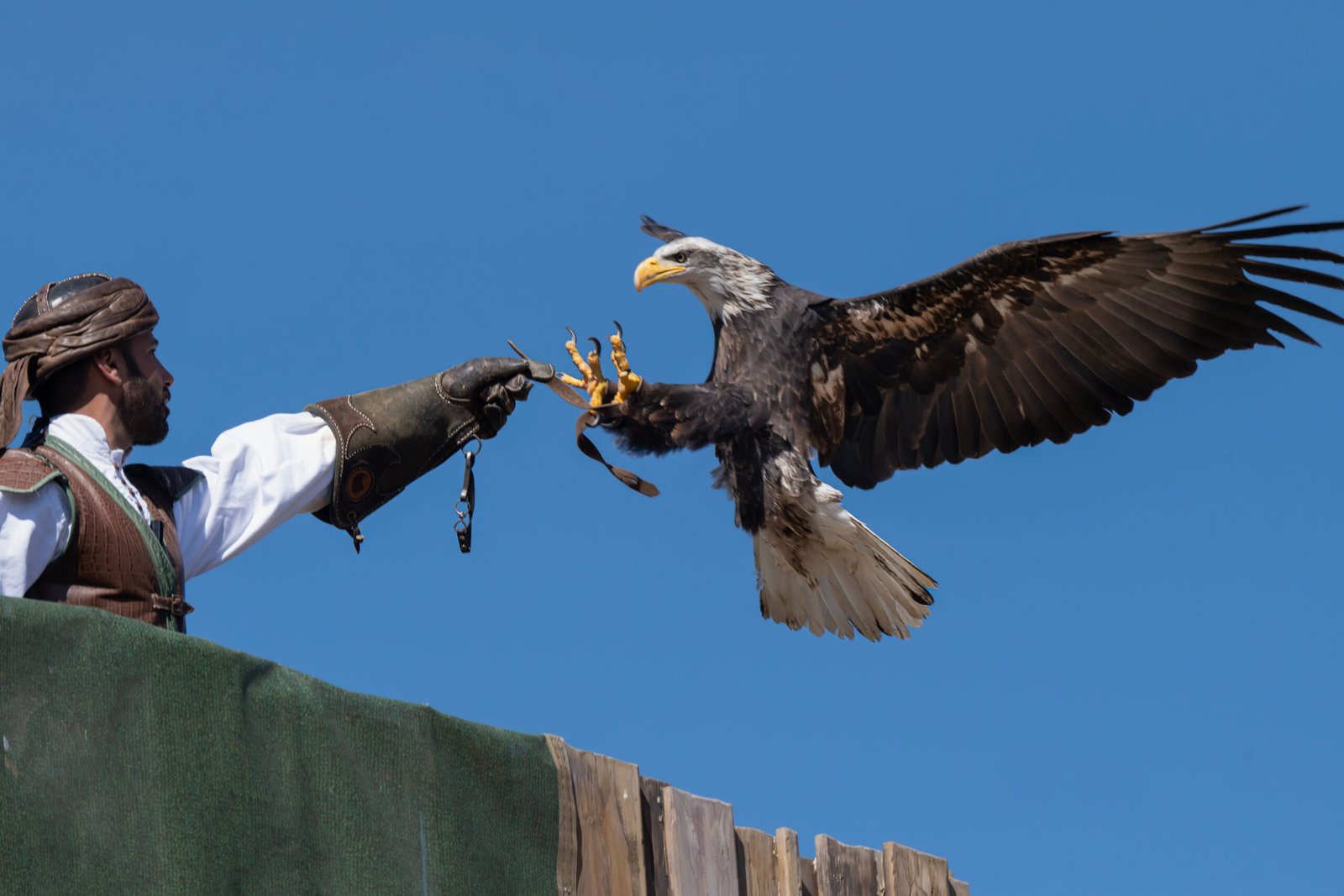 Arabian falconer holding a trained falcon during a traditional desert hunting exhibition